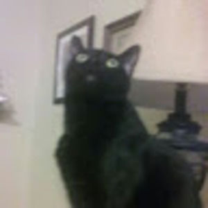 Meet your Posher, Eren